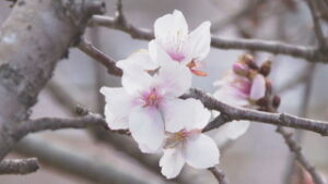 オープニング　 東御市で桜の花咲く 東御市祢津地区