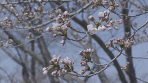 オープニング 桜の開花予想 長野は４月３日