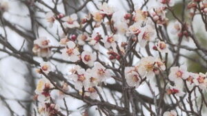 オープニング 梅の花が見ごろ　上田市材木町