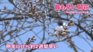 上田城跡公園 過去最速　ソメイヨシノ開花宣言
