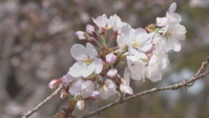 上田城跡公園 桜見頃 千本桜まつりの開催は？　