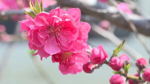 オープニング ハナモモ 例年より１週間早く咲き始め　　上田市中央