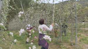 オープニング リンゴ 花粉付けの大詰め 上田市金剛寺自治会