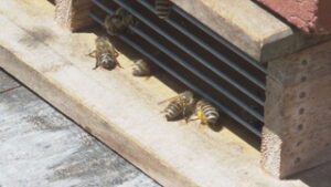 養蜂楽しむ西沢さん ニホンミツバチの分蜂　　上田市上室賀