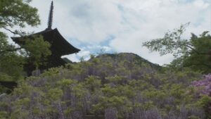 オープニング　前山寺のフジ見ごろ　　上田市前山
