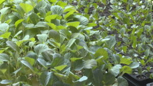 就労支援センター サディーゴ 野菜の苗 無料で配る　　上田市