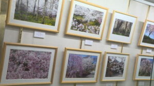 まちなかに桜の写真を展示　　上田プラザホテル