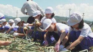 体験から食を学ぶ　東塩田小５年生が給食用玉ねぎ収穫　　上田市古安曽