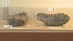 五島慶太未来創造館で ナウマンゾウの化石展示 青木村