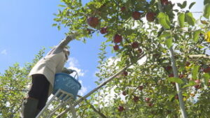 秋映 霜被害も　リンゴ収穫進む　上田市真田町傍陽