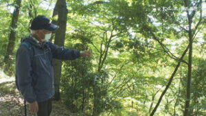 たくじぃさんと身近な自然　温暖化で里山に増える照葉樹　上田地域