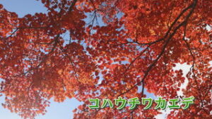 オープニング 太郎山の紅葉