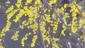 季節の映像 冬を彩る黄色い実 東御市文化会館