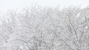 上田地域で大雪 南岸低気圧の影響　