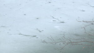 上田城跡公園　自然がつくる「氷の芸術」