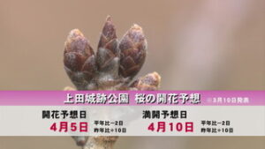 桜の開花予想　上田城跡公園は４月５日
