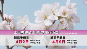 桜の開花予想　上田城跡公園は４月２日