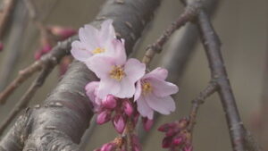 春の訪れ　上田城跡公園シダレザクラ開花