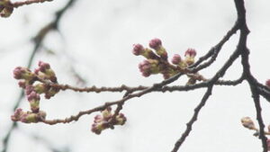 開花予想は５日　上田市の桜の状況は？
