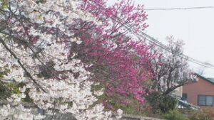 コーナーたくじぃさんと身近な自然　様々な花が一斉に　上田市中心市街地　百区稜蘭