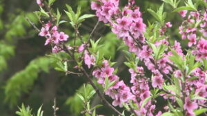 　季節の映像　里山を彩る花々　坂城町鼠橋付近