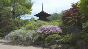 前山寺でフジの花が見ごろ　上田市前山