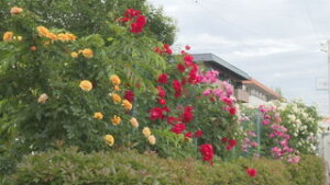 上原貞子さん　花に囲まれた「バラの家」　上田市国分　