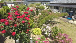 藤極厚子さん　見て楽しめるバラの庭づくり　上田市別所温泉