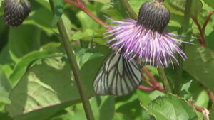 希少な蝶を探して　ミヤマシロチョウ観察会　東御市湯の丸高原