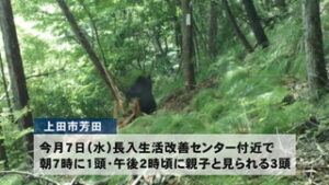 上田地域で目撃情報相次ぐ　クマ・サルに注意　