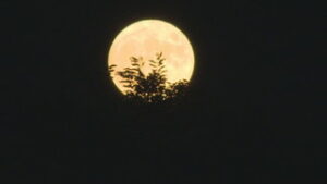 中秋の名月に歓声　東御市の明神池でお月見会　