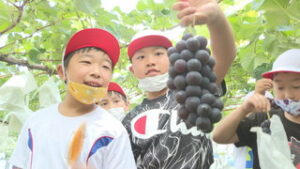田中小学校３年生　東御市の特産物　巨峰を収穫