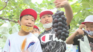 田中小学校3年生 東御市の特産物 巨峰を収穫 - UCVの番組 - UCV 上田