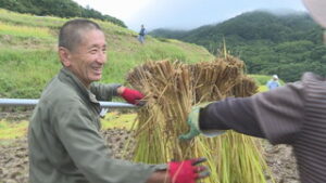 稲倉の棚田で収穫　友人たちと楽しむ米作り