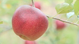 耕作放棄地を活用　信州うえだファームでリンゴ収穫　上田市富士山