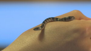 陽泰寺で珍しいヘビ　「シロマダラ」発見　上田市上野