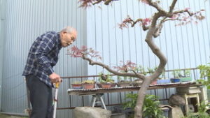 ツメレンゲを５０年育てる　西沢学さん　上田市中央