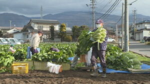 出来は良好　東御市加沢のほ湯で野沢菜を収穫・販売