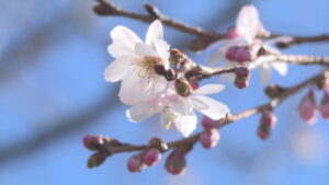 季節の映像　青木村図書館で十月桜見ごろ