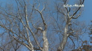 コーナーたくじぃさんと身近な自然　冬の落葉樹を楽しむ　東御市・上田市