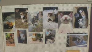 飼い主のいない猫の不妊化を　坂城町で地域猫勉強会　坂城町文化センター