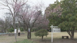 オープニング　春分の日　上田城のコヒガンザクラ開花