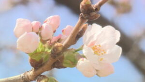 統計開始以降最も早い　上田城の桜が開花