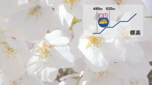 標高で見る　東御市の桜