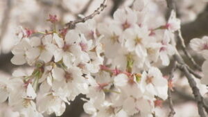 各地で春の花見ごろ　坂城町御堂川沿い・太郎山裏参道