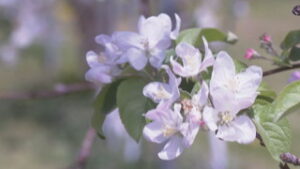 上田地域で例年より１０日早い開花　リンゴの授粉作業　上田市古里