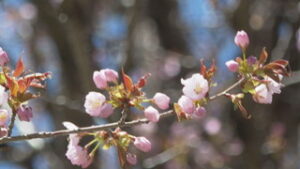 ５月下旬～６月上旬の暖かさ　菅平ダムで例年より早く桜咲く