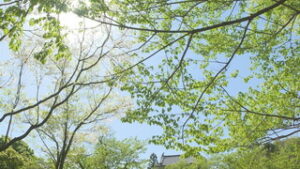 ４月なのに暑い　上田で今年初の真夏日　上田城跡公園