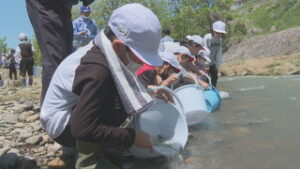 魚がたくさん泳ぐ産川に　川辺小学校児童が稚アユを放流　上田市