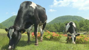 東御市湯の丸高原　牛の放牧で様々な効果